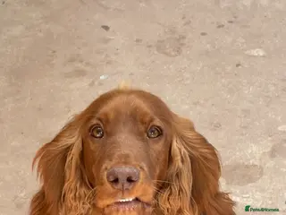 Cocker Spaniel dogs Show Cocker Spaniels for sale - Advert 1