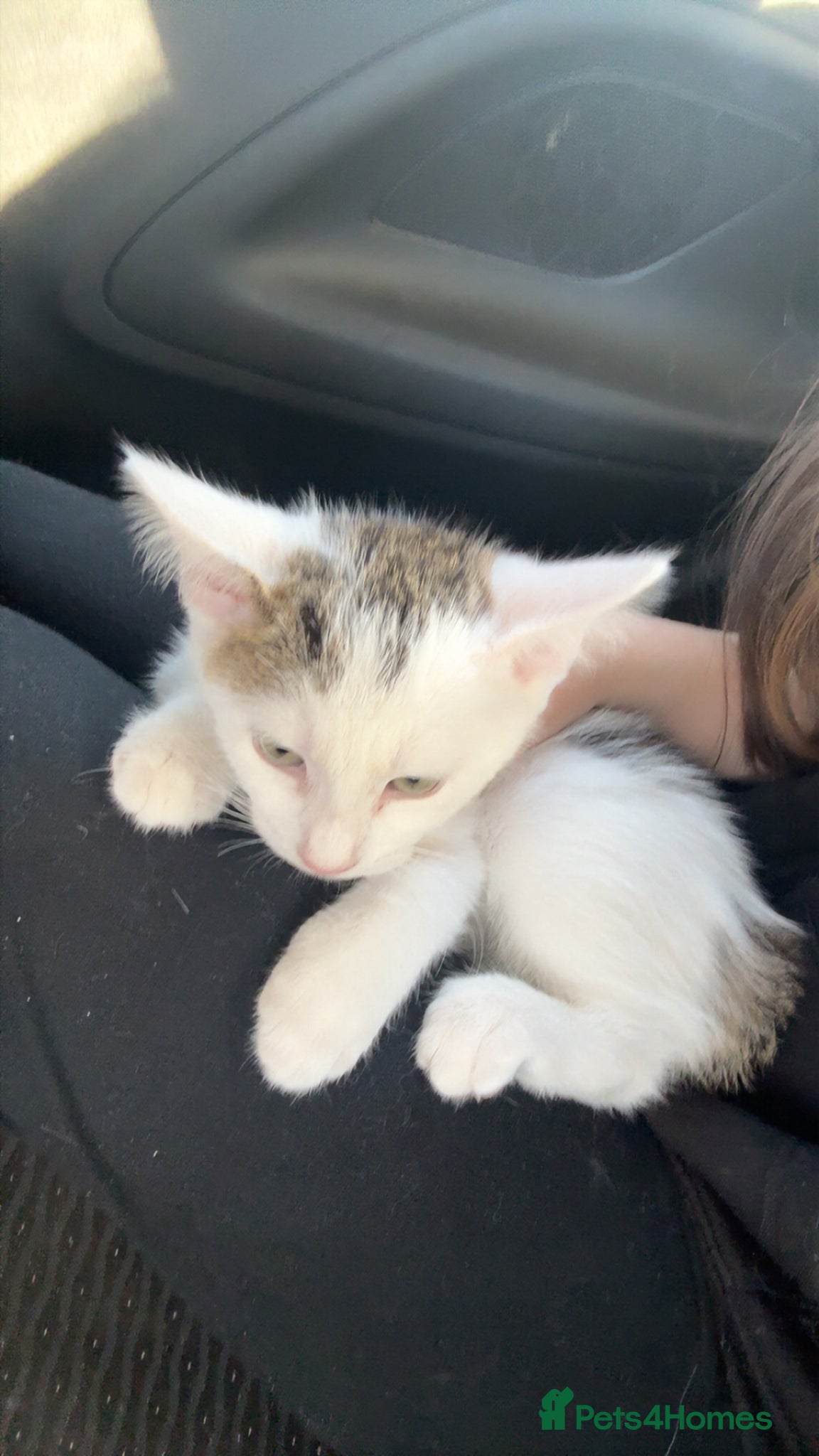 Mixed Breed cats for sale: Female kitten in Rotherham - Advert 3