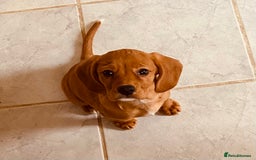 Beaglier dogs for sale: Beaglier needing new home - Image 5