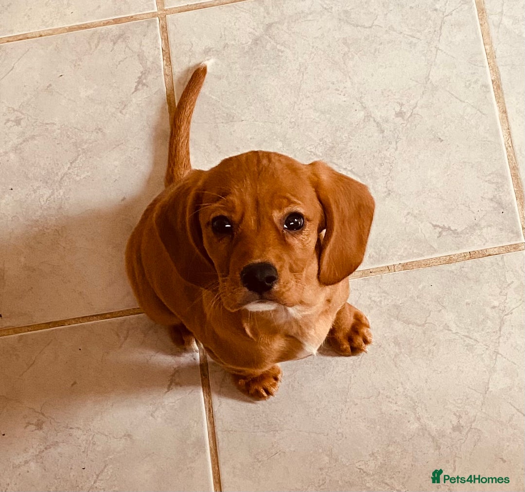 Beaglier dogs for sale: Beaglier needing new home - Image 5