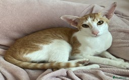 Oriental cats for sale: Oriental shorthair  - Image 1