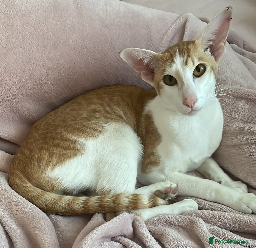 Oriental cats for sale: Oriental shorthair  - Image 1