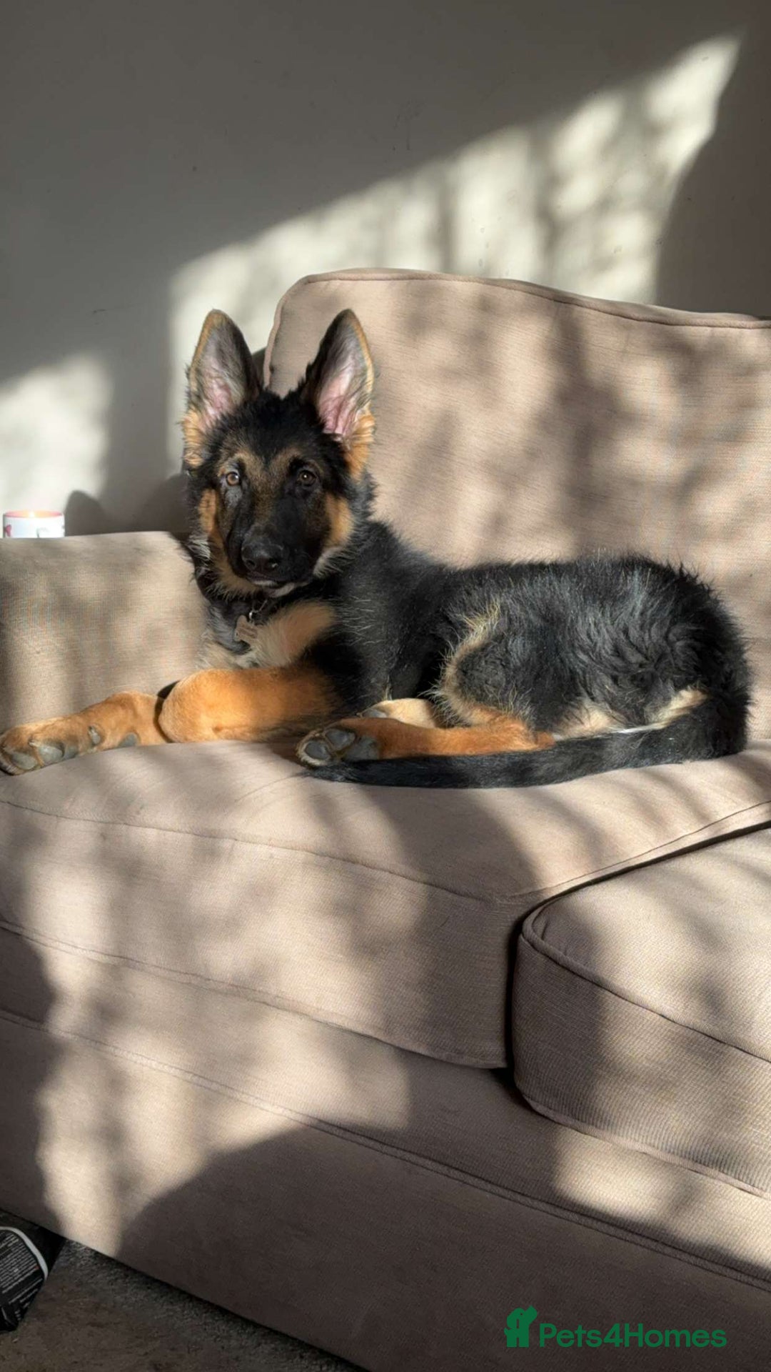 German Shepherd dogs for sale: Zeus - German shepherd looking for a good home - Image 1