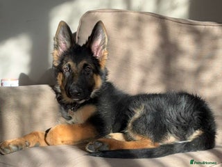 German Shepherd dogs - Advert 18