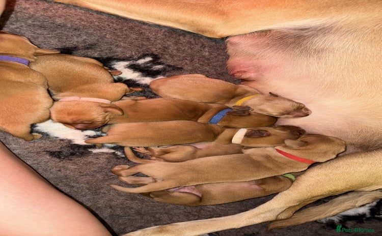Labrador Retriever dogs - Advert 1