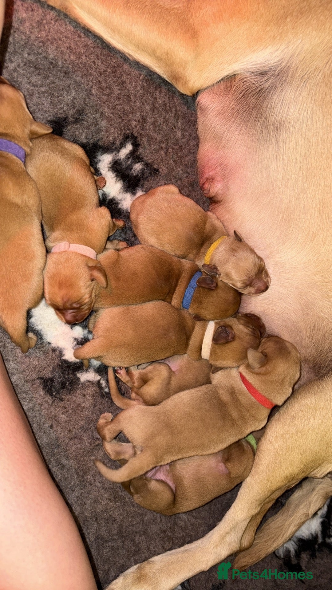 Labrador Retriever dogs for sale: Stunning Fox Red Labrador puppies  - Image 1