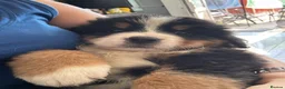 Bernese Mountain Dog dogs for sale:  2 Girls AVAILABLE Ready Now PRICE REDUCED  - Advert 7