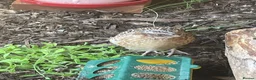 Quail poultry for sale: Male quail 5 weeks old - Advert 5