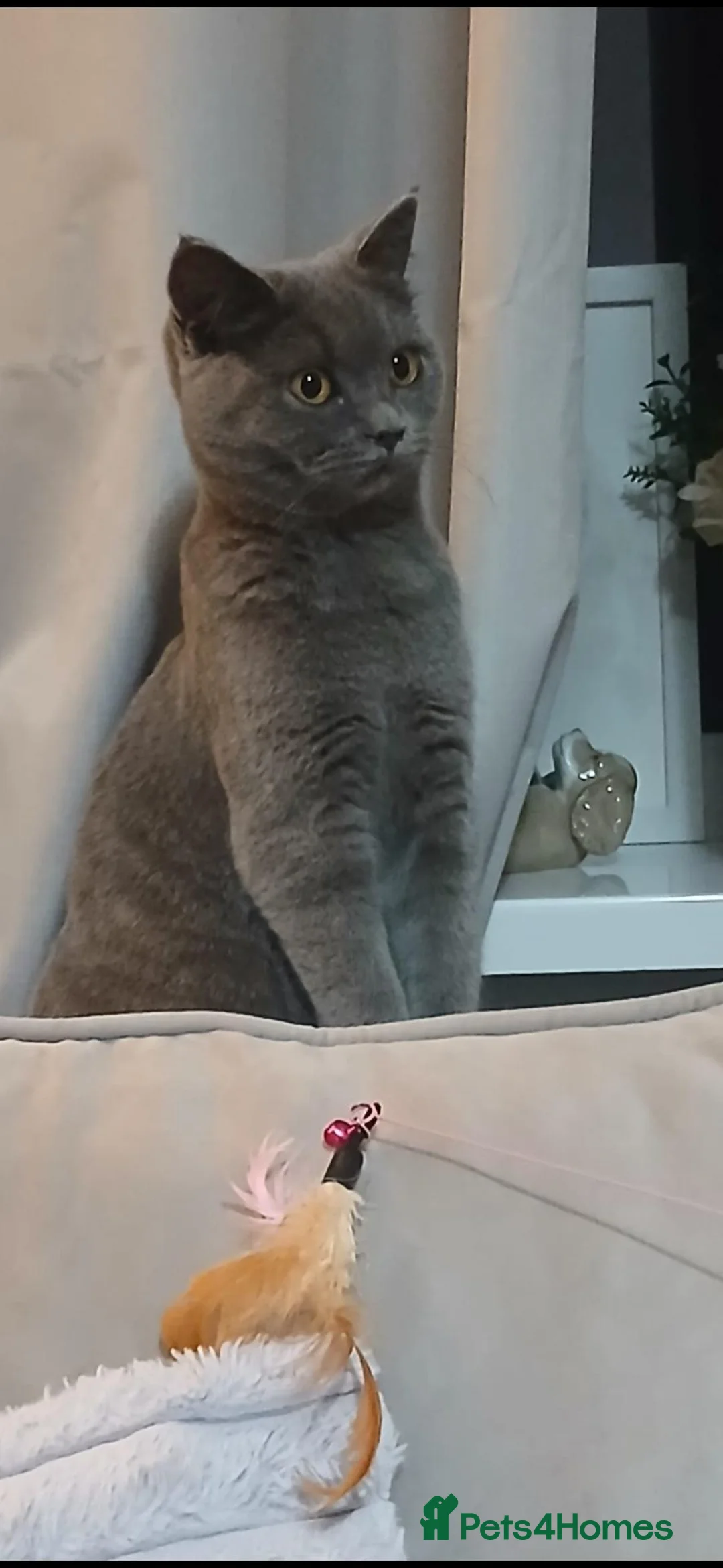 British Shorthair cats for sale: British Shorthair kitten - Advert 2