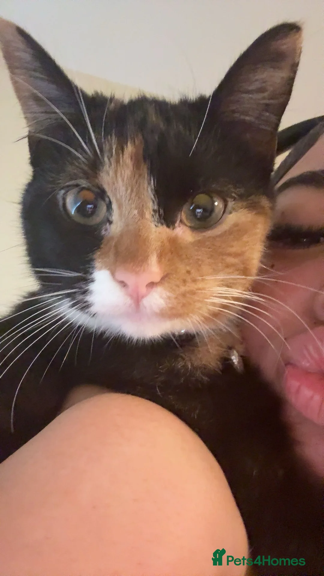 Mixed Breed cats for sale: Calico cat 1 year old  in Birmingham - Advert 1