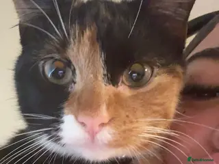 Mixed Breed cats Calico cat 1 year old - Advert 7