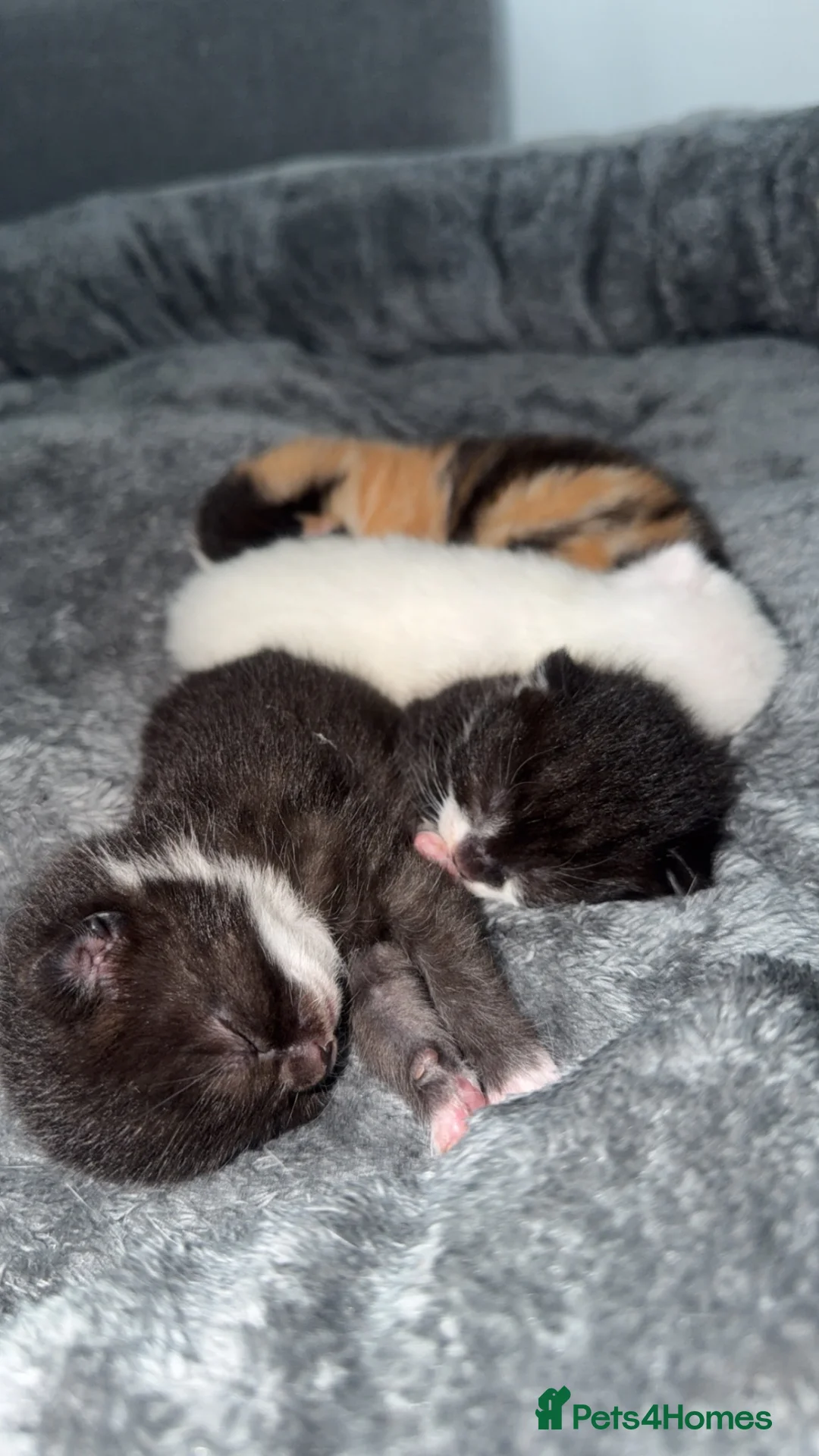 Mixed Breed cats for sale: Mother Cat and kittens for sale - Advert 3