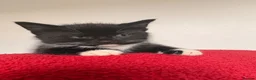 Mixed Breed cats for sale: Last 3 kitten !  1 male 2 females cute kittens  - Advert 13