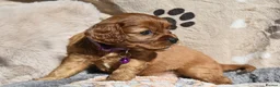 Cavalier King Charles Spaniel dogs for sale: Health Tested Parents-beautiful puppies - Advert 6
