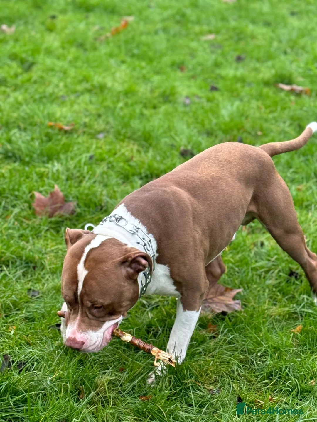 American Bully dogs for stud: American Bully STUD in Northampton - Advert 2