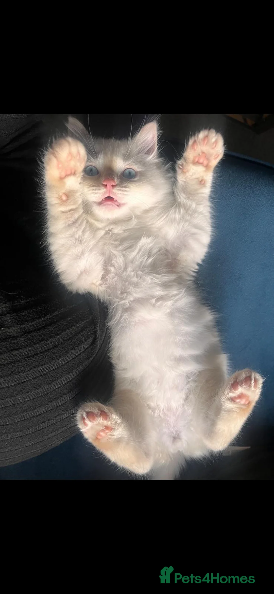 Ragdoll cats for stud: Stud Muffin in Ilkeston - Advert 8