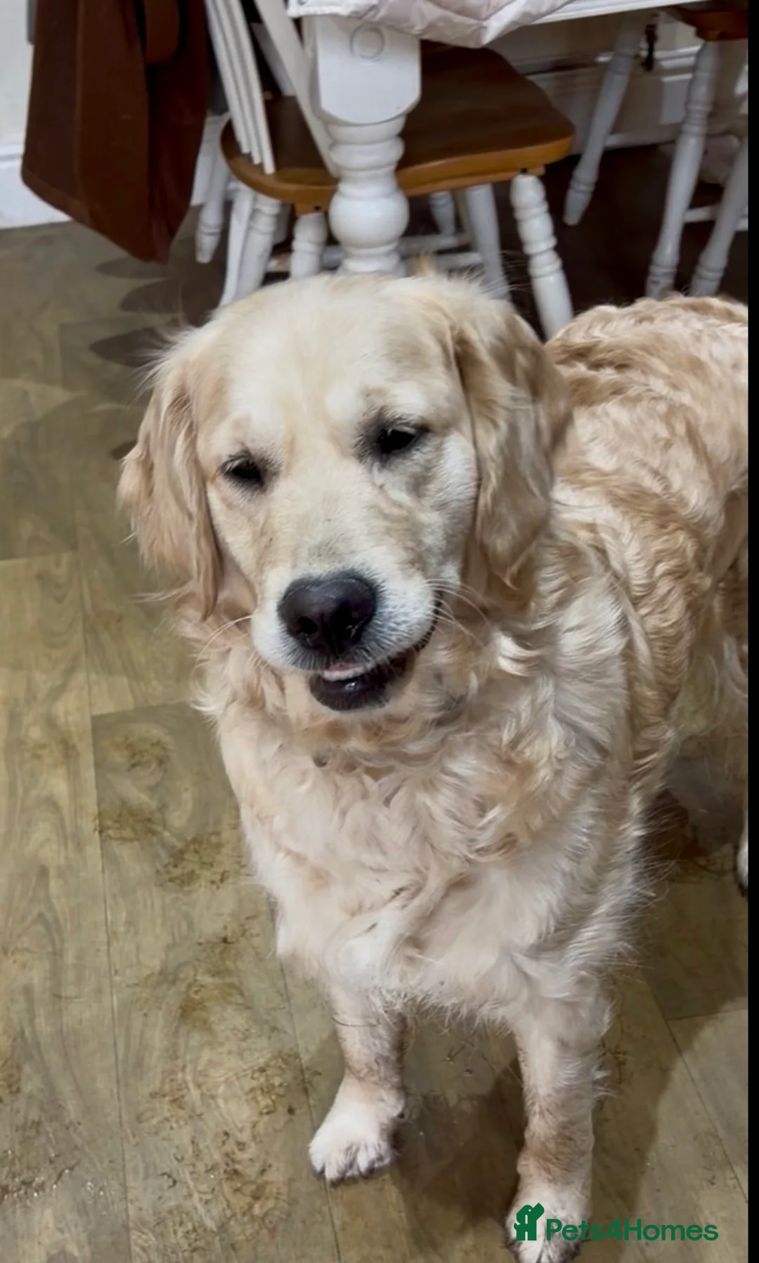 Golden Retriever dogs for sale: 3 Year Old Golden Retriever Bitch - Advert 1