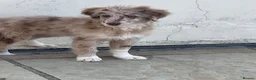 Border Collie dogs for sale: Borderdoodle boys /girls.  - Advert 4