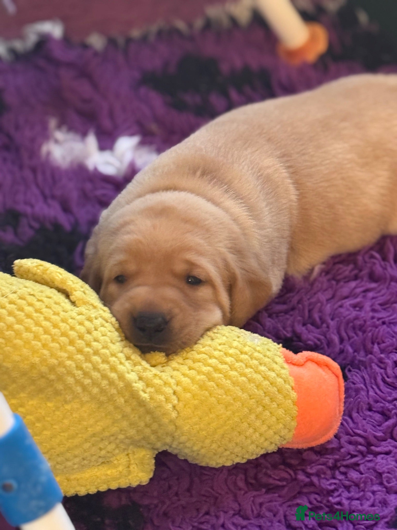 Labrador Retriever dogs Exceptional Health-Tested Purebred Labrador Puppys - Advert 1