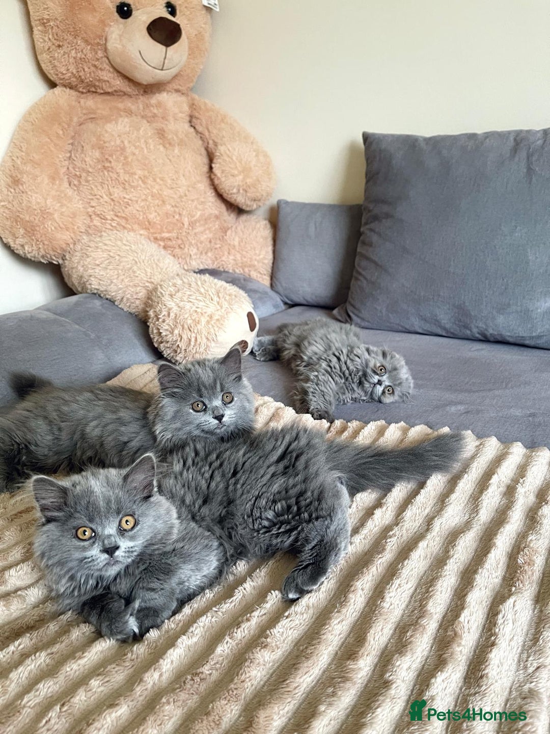 Scottish Fold cats for sale: Scottish fold Longhair - Image 5