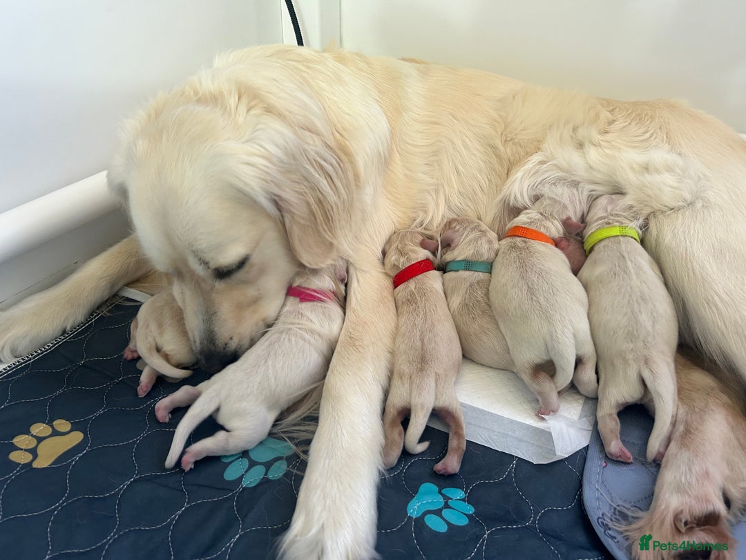 Golden Retriever dogs for sale: Golden retriever puppies  - Image 31