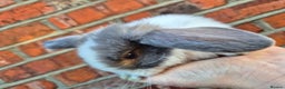 Mini Lop rabbits for sale: 7 stunning mini lops - Advert 11