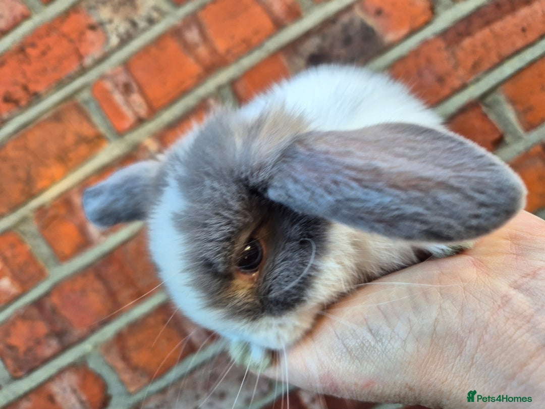 Mini Lop rabbits for sale: 7 stunning mini lops - Advert 11