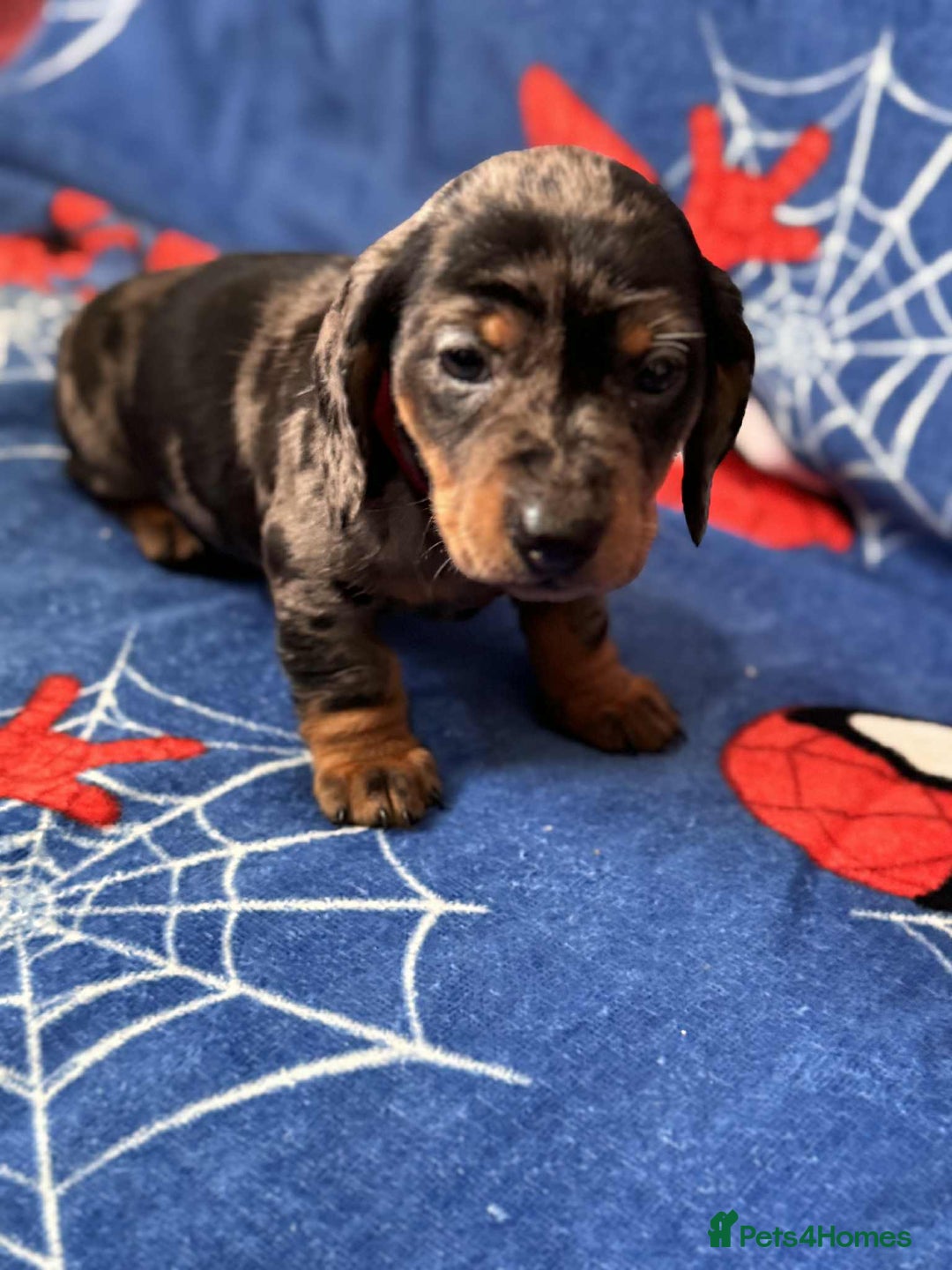 Miniature Dachshund dogs for sale: Miniature dachshund  - Advert 14