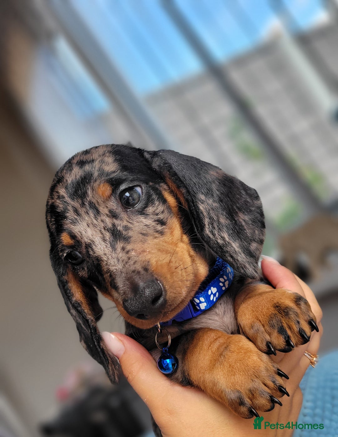 Dachshund dogs for sale: Kc Standard Dachshunds  - Image 11