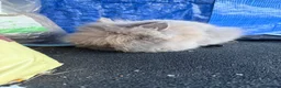 Lionhead rabbits for sale: Baby lionhead MALE - Advert 2