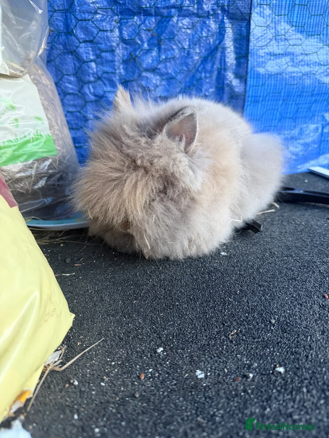 Lionhead rabbits for sale: Baby lionhead MALE - Advert 2