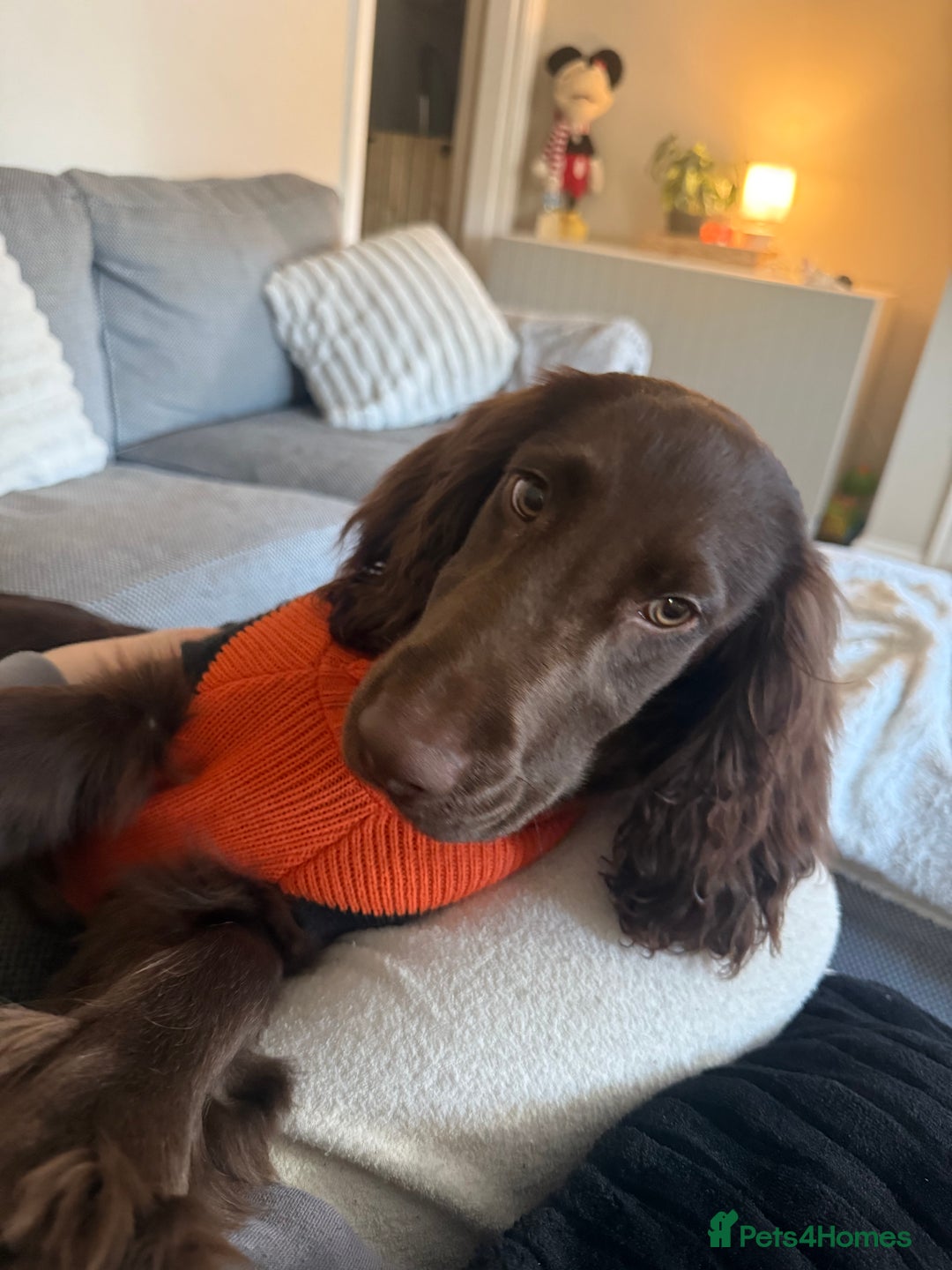 Cocker Spaniel dogs for sale: Cocker Spaniel Puppy - Advert 1