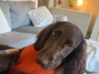 Cocker Spaniel dogs Cocker Spaniel Puppy - Advert 1