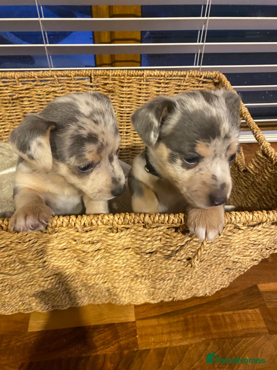 Jack Russell dogs for sale: Stunning small type jack Russell. Pups - Advert 6