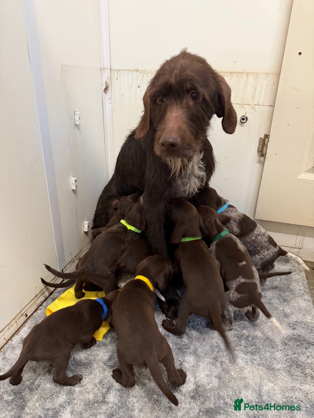 German Wirehaired Pointer dogs for sale: 11 German Wirehaired Pointer Puppys - Advert 17