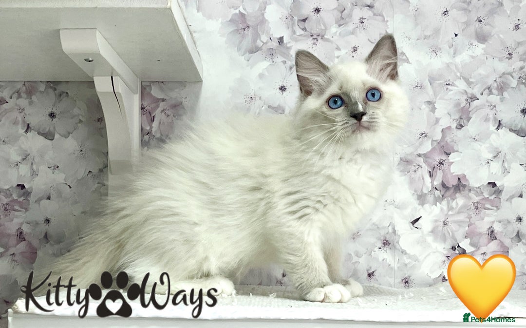 Ragdoll cats for sale: 🐾🩷*TICA REG* EU RAGDOLL KITTENS🌟 DNA CLEAR 🩵🐾 - Image 15