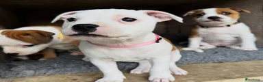 Beautiful Staffy Puppy 🐾