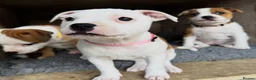 Staffordshire Bull Terrier dogs for sale: Beautiful Staffordshire Bull Terrier Puppies 🐾 in Richmond - Advert 5