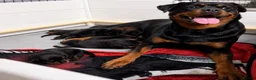 Rottweiler dogs for sale: Gentle Hearts & Beautiful Pure Rottweilers  - Advert 1