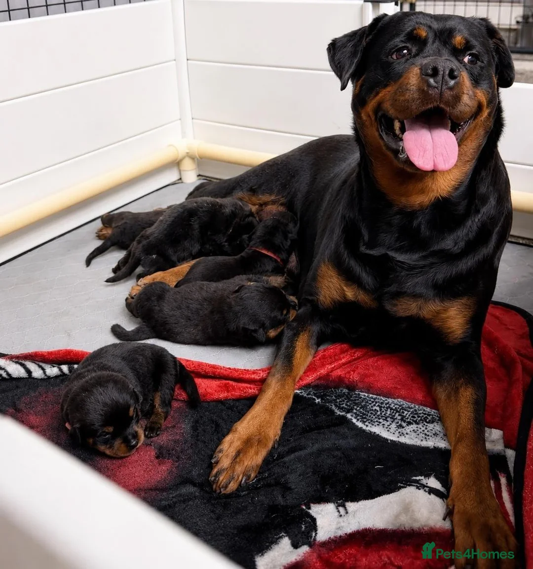 Rottweiler dogs for sale: Gentle Hearts & Beautiful Pure Rottweilers  - Advert 1