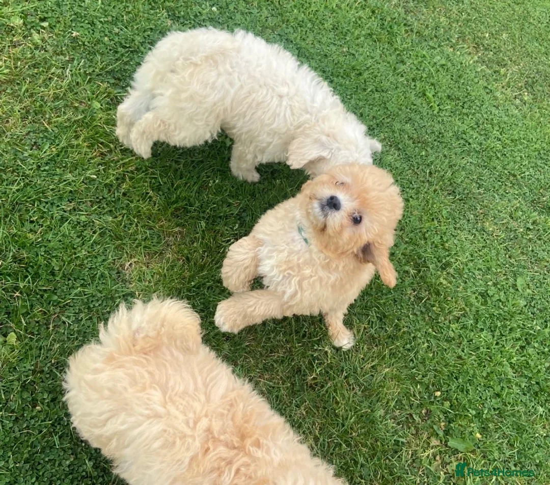 Poochon dogs for sale: Beautiful poochon puppies  in Paisley - Advert 2