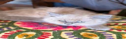 British Longhair cats for sale: Gorgeous British Long Hair X Ragdoll kittens  - Advert 17