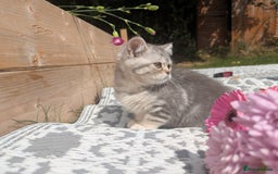British Shorthair cats for sale: GORGEOUS BRITISH SHORTHAIR KITTENS – BLUE-SPOTTED - Image 13