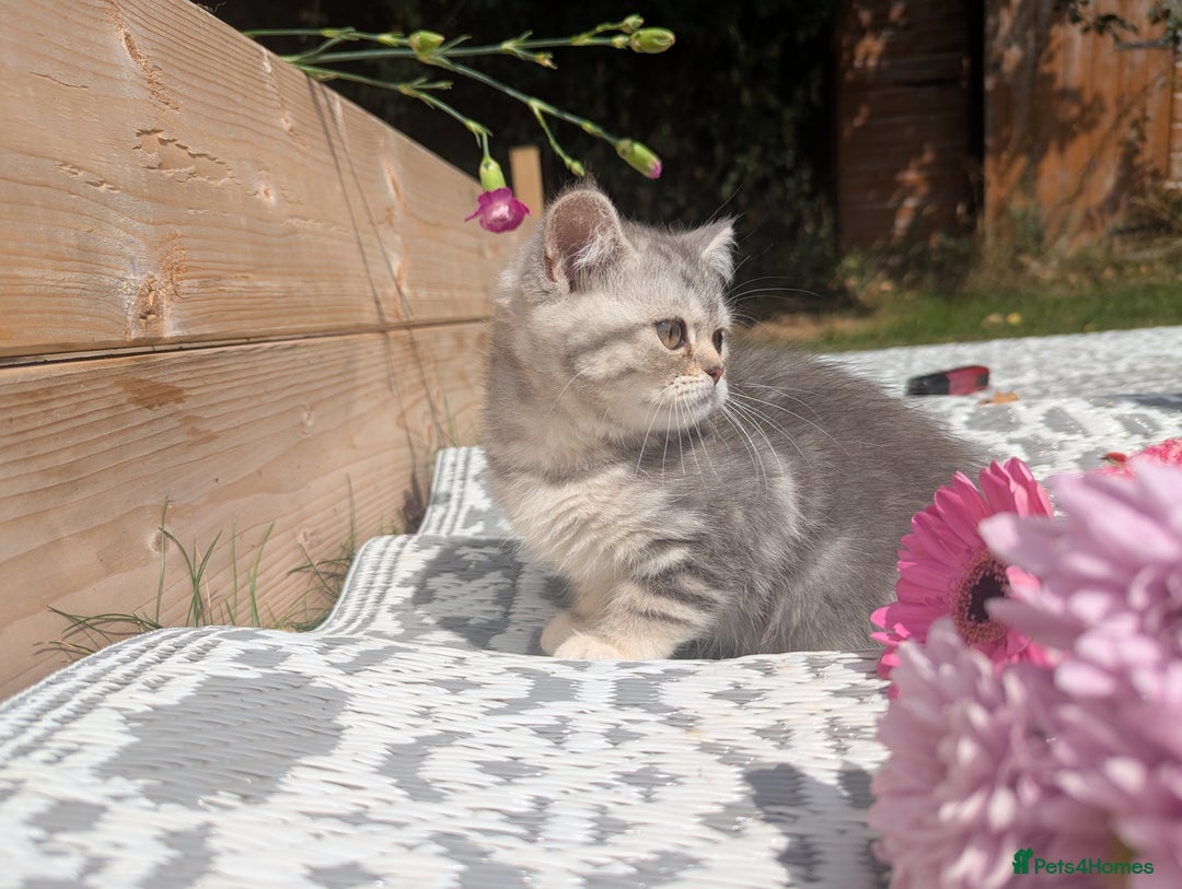 British Shorthair cats for sale: GORGEOUS BRITISH SHORTHAIR KITTENS – BLUE-SPOTTED - Image 13