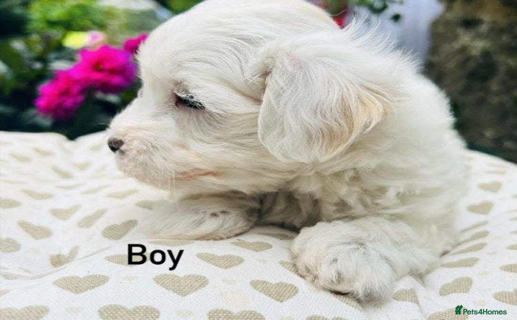 Maltipoo dogs - Advert 1
