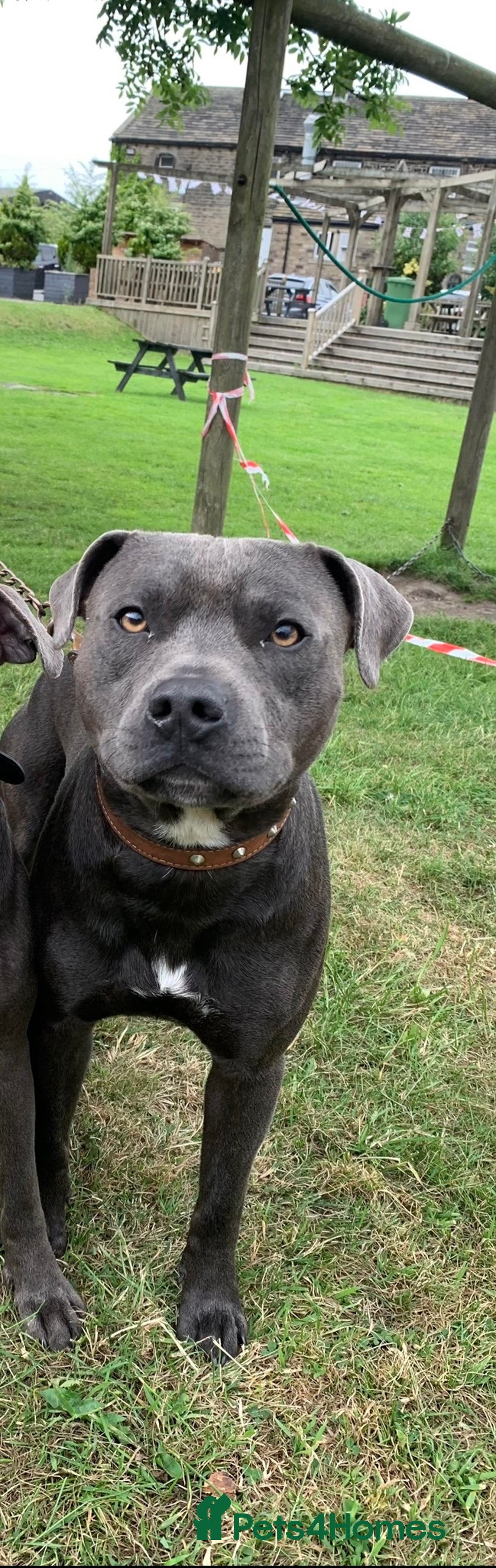 Staffordshire Bull Terrier dogs for stud: KC registered Staffy for Stud in Holmfirth - Advert 4
