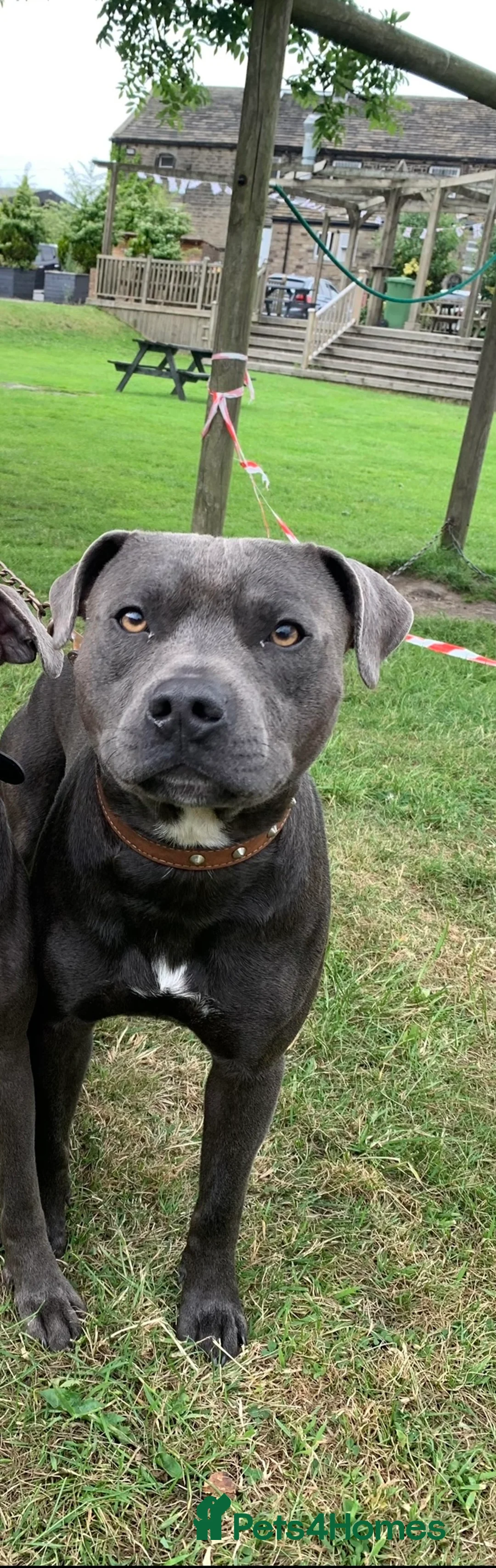 Staffordshire Bull Terrier dogs for stud: KC registered Staffy for Stud in Holmfirth - Advert 4