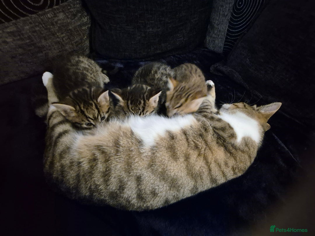 Mixed Breed cats for sale: Female kitten  - Image 6
