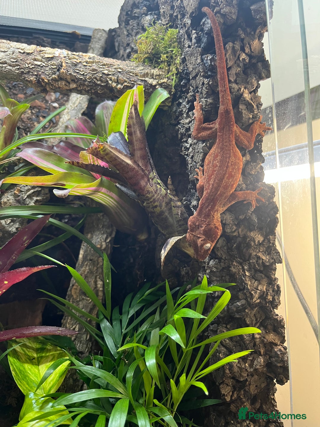 Gecko reptiles for sale: Various crested geckos and gargoyles - Image 15
