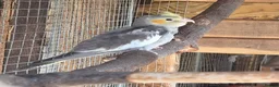 Cockatiels birds for sale: Baby cockatiel  in Stoke-on-Trent - Advert 11